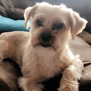 Meet your Posher, Harpreet